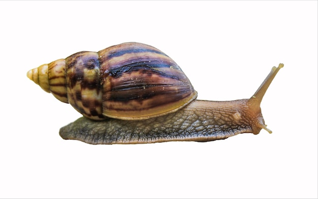 Un gran caracol arrastrándose aislado de un fondo blanco