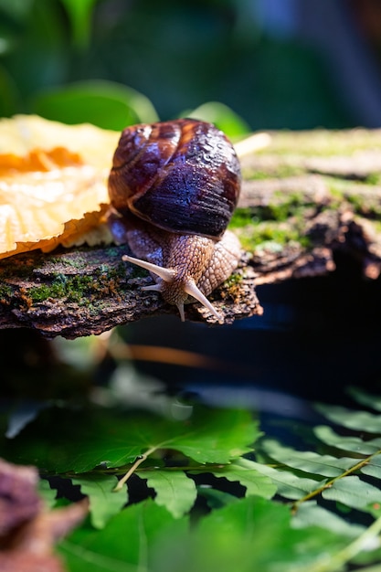 Un gran caracol en la corteza de un árbol.