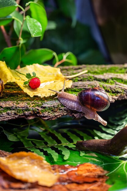 Un gran caracol en la corteza de un árbol.