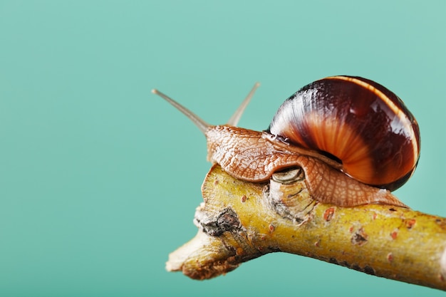 Un gran caracol con cuernos y una concha marrón se arrastra a lo largo de una rama sobre un fondo verde