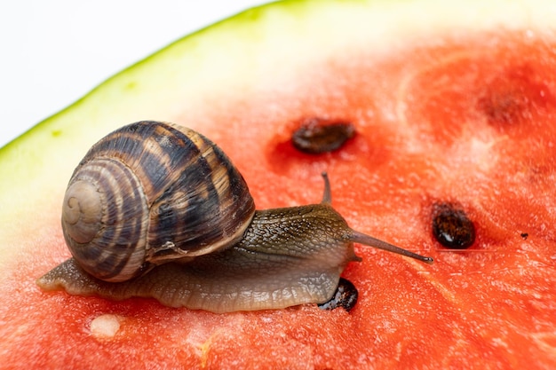 El gran caracol Helix pomatia se arrastra sobre una sandía