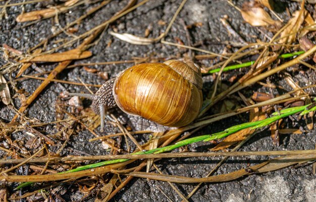 Foto gran caracol de jardín en concha arrastrándose por el camino mojado