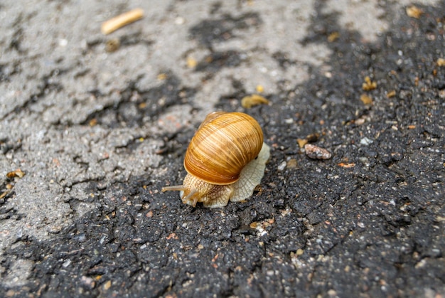 Foto gran caracol de jardín en concha arrastrándose por el camino mojado