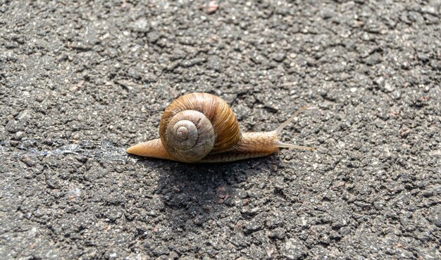 Foto gran caracol de jardín en concha arrastrándose por el camino mojado