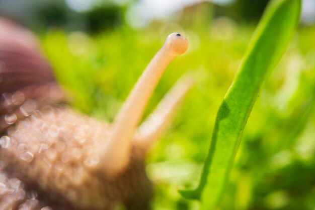 Foto un gran caracol de jardín con una concha rayada se arrastra cerca en la hierba verde del césped