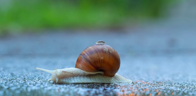 Gran caracol de jardín sobre el asfalto con cochinilla en la concha.