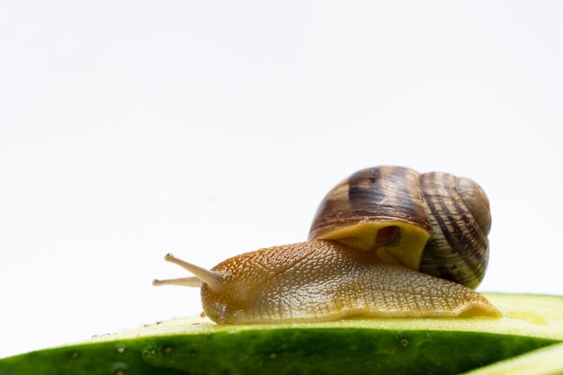 Gran caracol de jardín de uva Helix pomatia se sienta y come pepino