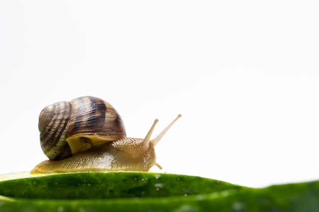 Gran caracol de jardín de uva Helix pomatia se sienta y come pepino