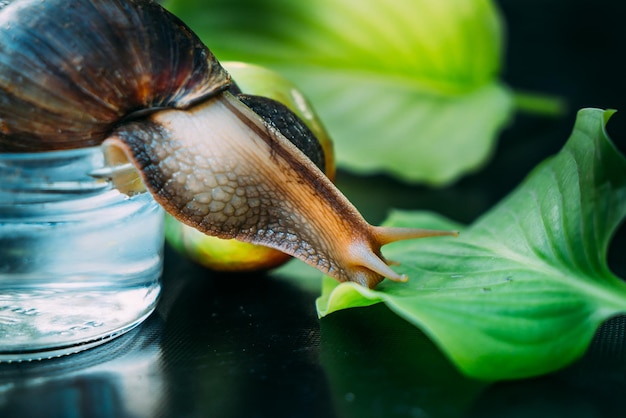 Un gran caracol marrón se arrastra desde la jarra de agua hasta la hoja verde sobre la mesa en la habitación Achatina fulica Closeup