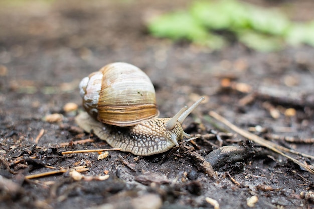 Gran caracol en el suelo del bosque