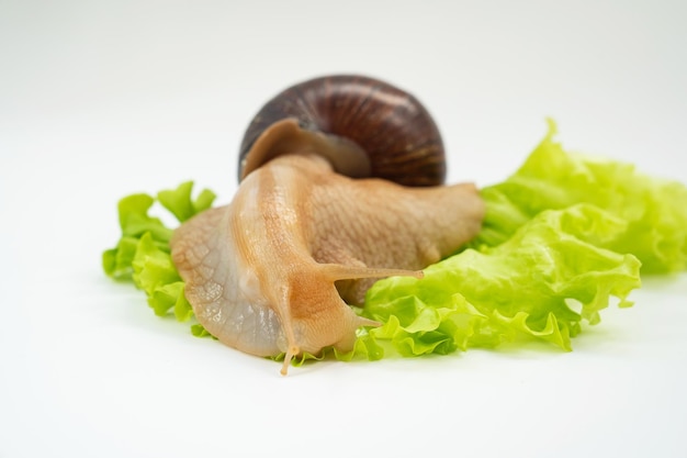 Un gran caracol de tierra come hojas de lechuga sobre un fondo blanco.