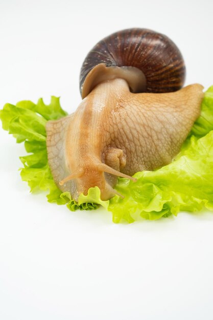 Un gran caracol de tierra come hojas de lechuga sobre un fondo blanco.