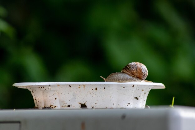 Foto un gran caracol de uva a rayas con una gran concha en un plato blanco muestra detalles interesantes de las palpas