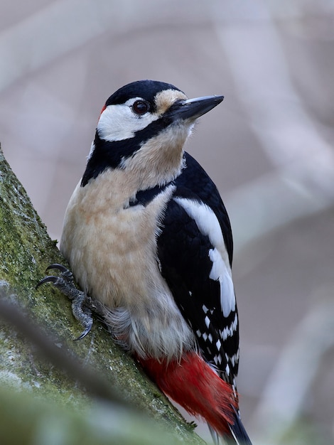 Gran carpintero manchado (Dendrocopos major)