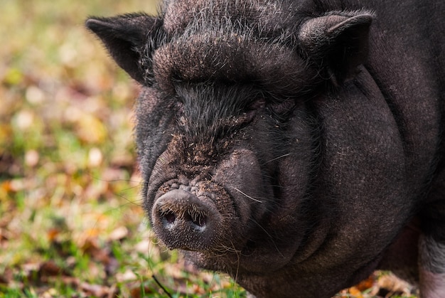 Gran cerdo negro vietnamita cerca retrato en la granja