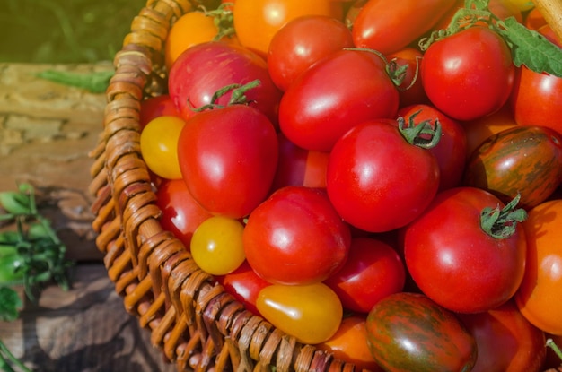 Gran cesta llena de tomates diferentes Tomates maduros en una cesta sobre fondo de madera rústica Fondo de comida macro