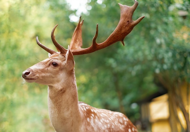 Gran ciervo macho marrón divertido con perfil de astas disparado sobre fondo verde de follaje en el parque forestal Hermoso retrato de animal salvaje