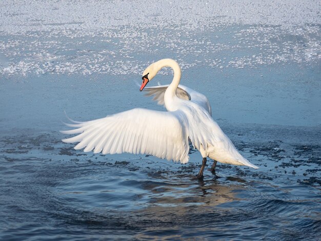 Gran cisne blanco agita activamente sus alas mientras está de pie en el agua en primavera