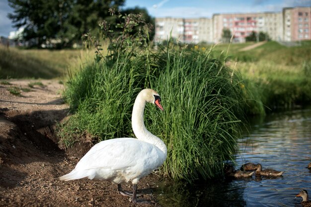 Un gran cisne blanco se encuentra cerca de la orilla de un río en el que nadan los patos