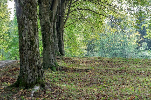 Gran claro en el parque cubierto de hierba entre coníferas y árboles de hoja caduca en el día de otoño