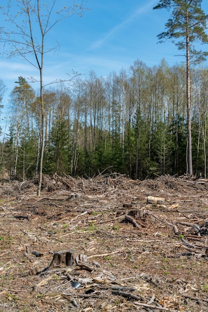 Un gran claro con tocones después de la deforestación en el fondo de un hermoso cielo azul La deforestación en grandes cantidades es dañina para el medio ambiente El bosque es el pulmón del planeta