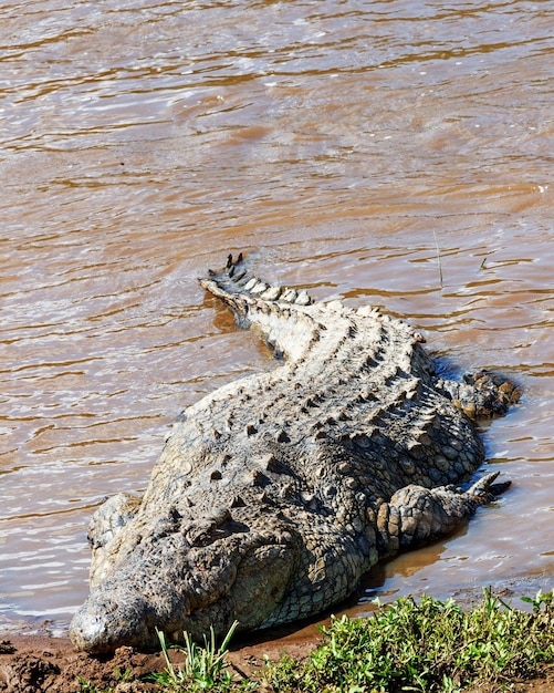 Gran cocodrilo del Nilo en el río