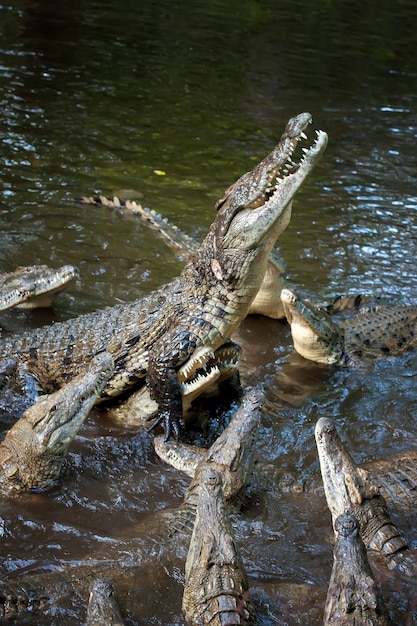 Gran cocodrilo en el parque nacional de Kenia, África