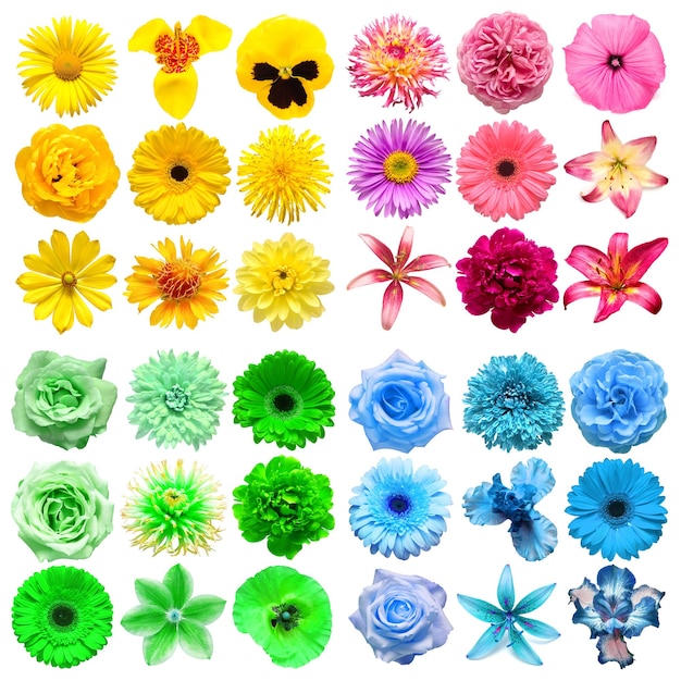 Gran colección de varias flores de cabeza amarillas verdes rosadas y azules aisladas sobre un fondo blanco