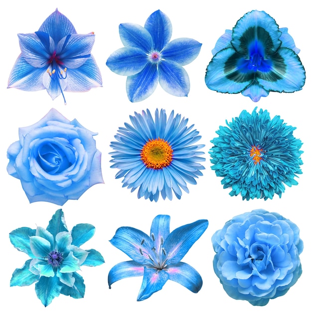 Gran colección de varias flores de cabeza azul aster clematis amaryllis crisantemo rosa dahlia lirio