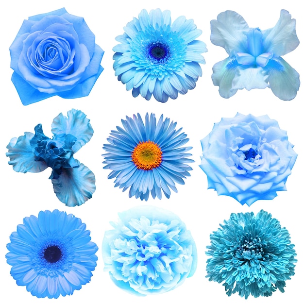 Foto gran colección de varias flores de cabeza azul iris crisantemo rosa gerbera manzanilla dahlia aster aislado sobre un fondo blanco vista superior plana