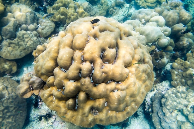 Gran colonia de arrecifes de coral con peces en el mar de labios