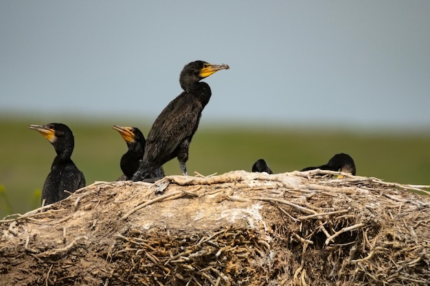 Gran colonia de cría de cormoranes o phalacrocorax carbo