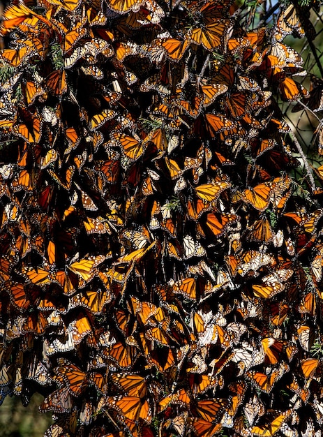 Foto gran colonia de mariposas monarca danaus plexippus closeup en el bosque en el parque el rosario reserva de la biosfera monarca angangueo estado de michoacán méxico