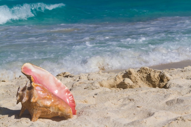 Gran concha de mar en la playa.