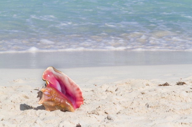 Gran concha de mar en la playa.