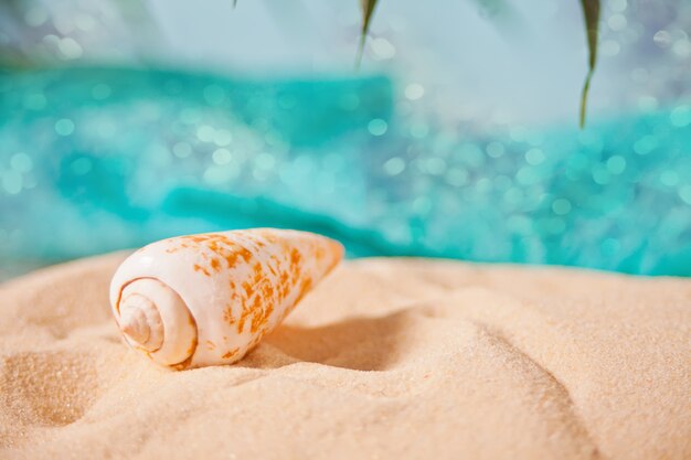 Gran concha de mar sobre una arena blanca debajo de una hoja de palma