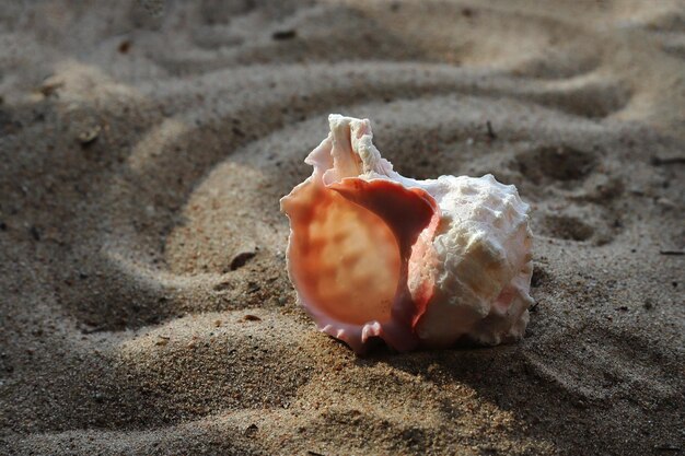 Foto gran concha marina en la arena de la playa de cerca