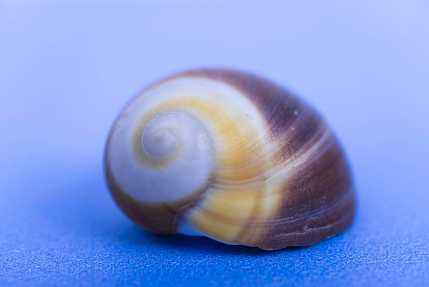 Una gran concha de un molusco caracol de mar.