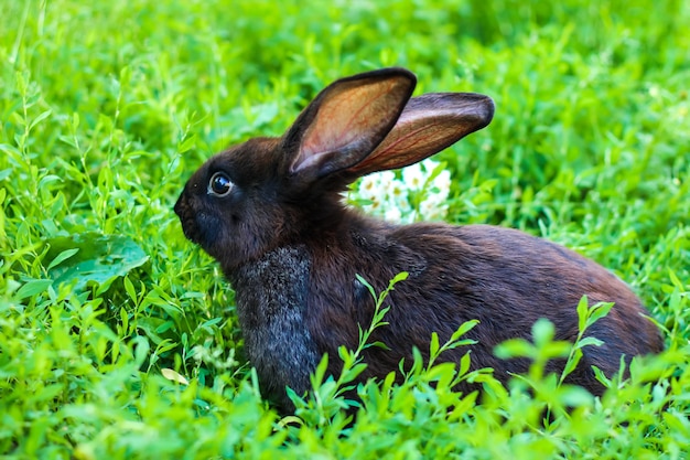 Gran conejo negro con marrón camina sobre un césped verde. Conejo mascota grande