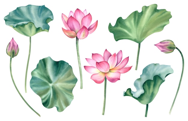 Un gran conjunto de flores de loto Ilustración a acuarela pintada a mano de un lirio de agua rosa tropical y hojas verdes Un dibujo botánico Un paquete de lirios de agua para el spa clipart