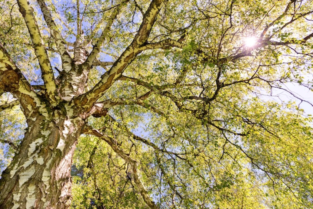 Gran copa de árbol con hojas verdes