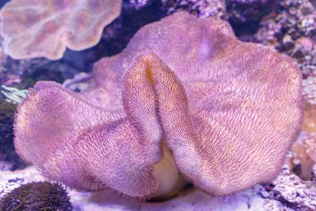 Foto gran coral rosa en primer plano del acuario. fondo de la naturaleza