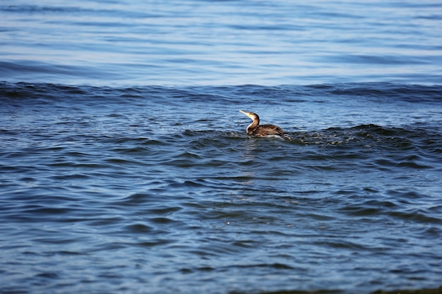 Gran cormorán negro, Phalacrocorax carb, caza de peces en el mar. Enfoque selectivo suave