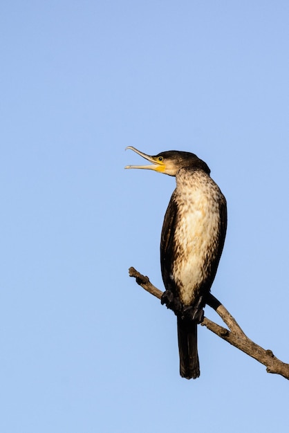 El gran cormorán Phalacrocorax carbo en el árbol