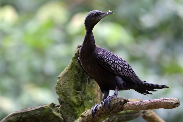 El gran cormorán Phalacrocorax carbo en busca de pequeños peces