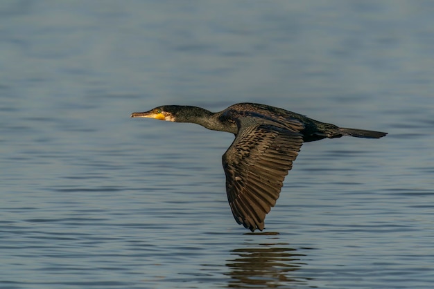 El gran cormorán (Phalacrocorax carbo), conocido como el cormorán negro en Nueva Zelanda,