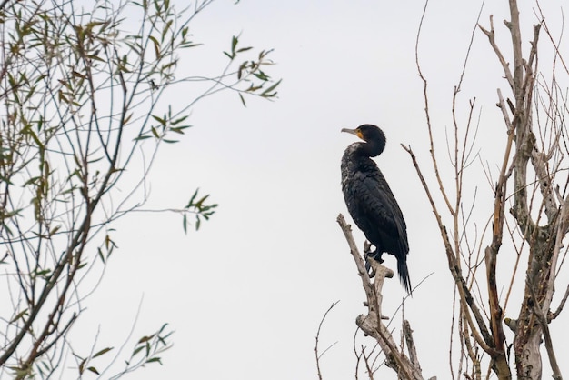 Gran cormorán (Phalacrocorax carbo) descansando sobre un árbol