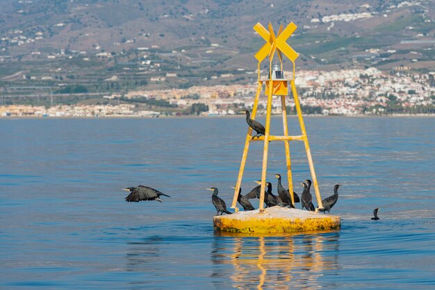 Foto el gran cormorán phalacrocorax carbo málaga españa