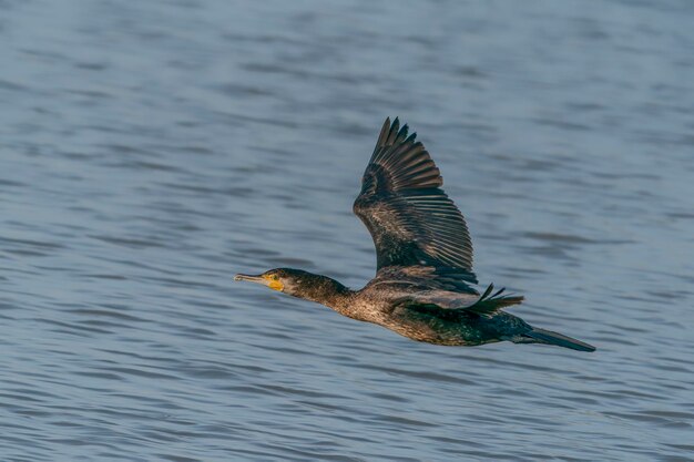 El gran cormorán (Phalacrocorax carbo) en vuelo bajo sobre el agua