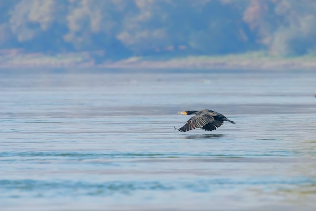 Gran cormorán volando sobre el agua (Phalacrocorax carbo)